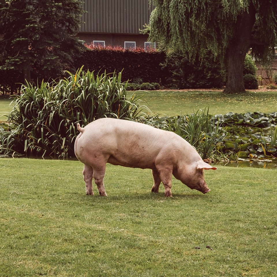 Glorius varken: het ideale varken voor de vakslager